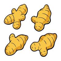 A set of four ginger root vegetables vector