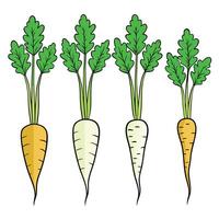 Carrots white background vector