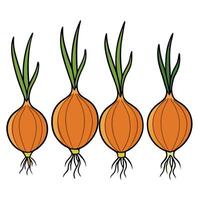 Three onions with leaves and roots on a white background vector
