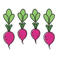 A group of three beetroots with green leaves vector
