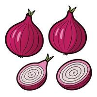 Three onions are shown on a white background vector
