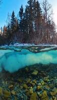 A river is flowing through a forest with rocks and ice video