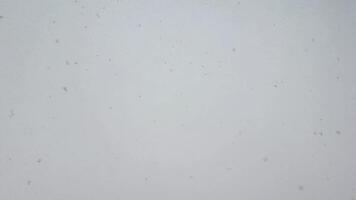 Winter background with falling snow and snowflakes on white background during snowfall. Snowy weather video