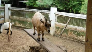 Goat with a relaxed pose video