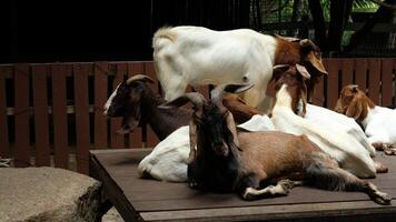 Goat with a relaxed pose video