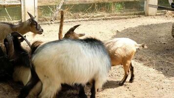 Goat with a relaxed pose video