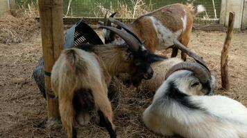Goat with a relaxed pose video