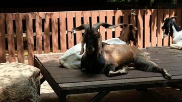 Goat with a relaxed pose video