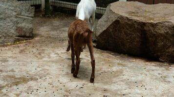 Goat with a relaxed pose video