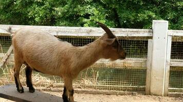 Goat with a relaxed pose video
