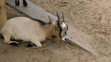Goat with a relaxed pose video
