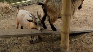 Goat walking with goat friend video