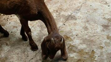 Goat with a relaxed pose video