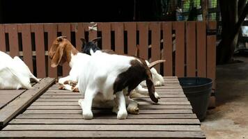 Goats lie on a wooden stage video