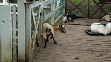 Goat with a relaxed pose video