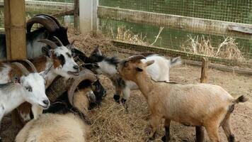 Goat with a relaxed pose video