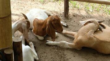 Goat with a relaxed pose video