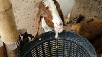Goat with a relaxed pose video