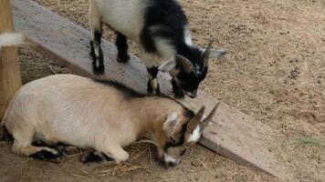 A brown goat is lying on the ground with another goat on top. video