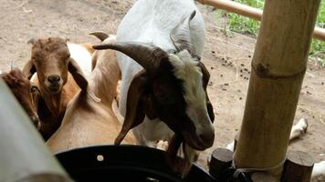 Goat with a relaxed pose video