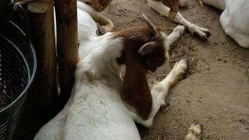 A goat is lying down leaning against a post. video