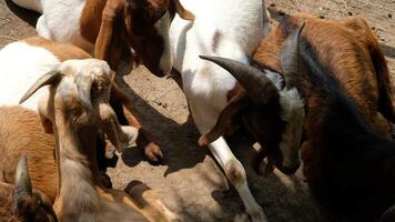 Goats are lying around and sunbathing. video