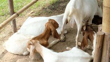 Several goats are lounging together in a group. video