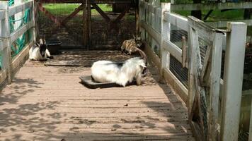 A goat sits on a black tire and lies in the sun. video