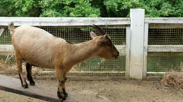 Goats playing on a wooden slide video