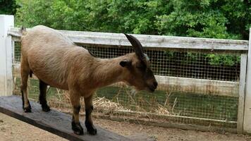 Goat standing on a wooden slide video