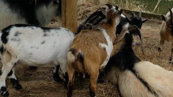 Several goats stand and play together. video