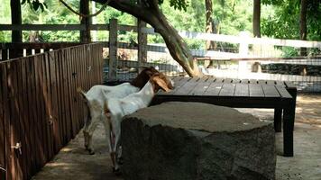 Farm Goats Engaging in Daily Routines video