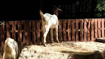 Goats stand and play, avoiding the sun's shadow. video