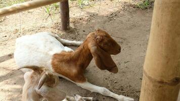 A brown goat sleeps on the ground. video
