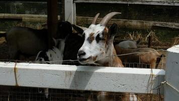 A goat with horns sticking its head out into a white fence. video