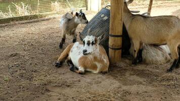 Several goats are lying on the ground near the pole. video