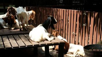 Goats lie in the sun on a wooden stage. video