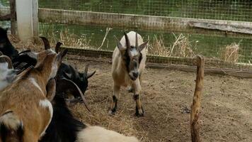 A goat with horns stands apart from the group. video