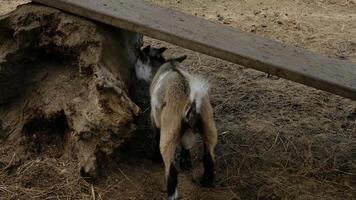 Goat standing under a plank video