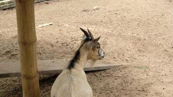Goats and their daily paths video