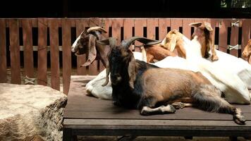A horned goat rests near a rock. video