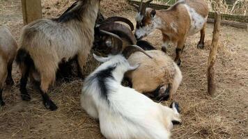 Several goats graze on the grass that has been laid out. video