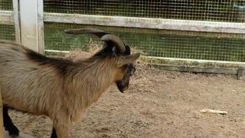 Goats stand and relax in the fresh air. video