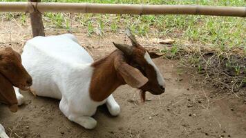Goats lie down with their legs folded on a lazy day. video