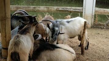 Several goats gather to eat grass. video