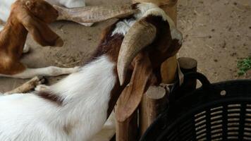 Goat with a relaxed pose video