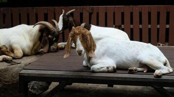 Several goats are sleeping on wooden boards. video