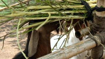 Natural Goat Behavior Grazing and Playing video