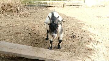 Goats on the Farm A Look into Their Daily Behavior video