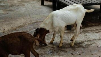 A goat walking and looking down at the ground. video